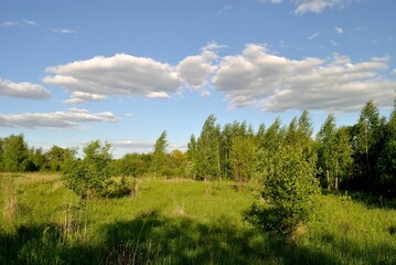 Fototapeta premium Summer walk in the forest .