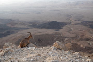 Ibex on the cliff at Ramon Crater in Negev Desert in Mitzpe Ramon, Israel - obrazy, fototapety, plakaty