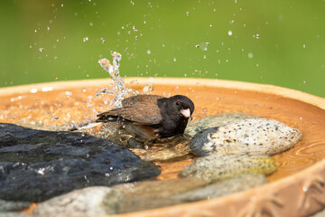 Dark-eyed Junco enjoying, bathing in a backyard bird bath. Vancouver Island, Canada