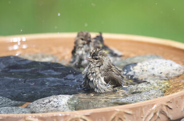 Pine Siskins enjoying, bathing in a backyard bird bath. Vancouver Island, Canada