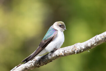 Violet-green Swallow - Female.  Sitting on a branch