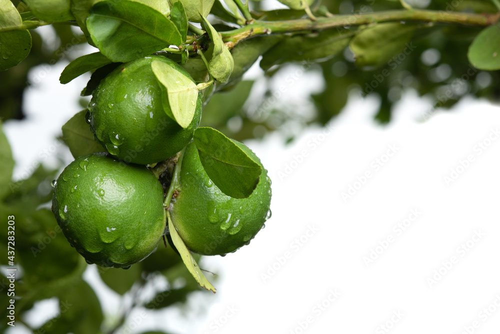 Canvas Prints Green limes hanging on the tree, isolated on white background