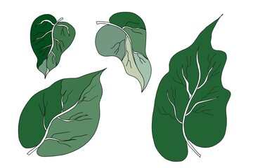 hand drawn illustration of leaves