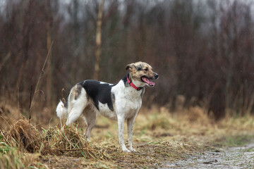 Young mixed breed shepherd dog funny portrait