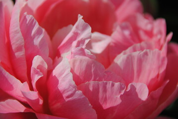 pfingstrose im nahaufnahme