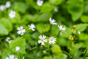 macro photography of plant with white flower
