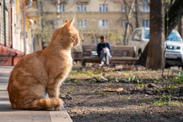 Stray red cat sitting at building and looking to the right. Person and car in background. City life.