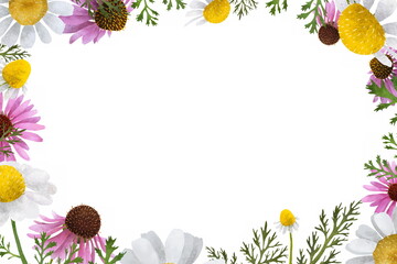 Hand drawn floral frame with cute pink echinacea chamomile flowers and green leaves. Spring or summer flowers for invitation, wedding or greeting cards.