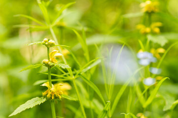 macro photography of plant with yellow flower