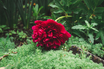 Beautiful bug red peony flower on a green moss in the garden. Selective focus. 