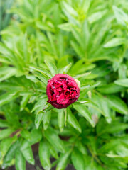 Close up red peony bud flower on green leaf. Selective focus. Beautiful blurred bokeh background.