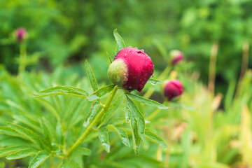 Close up fresh red peony flower in the garden. Copy space concept. Blurred background. Beautiful bokeh. Selective focus. 