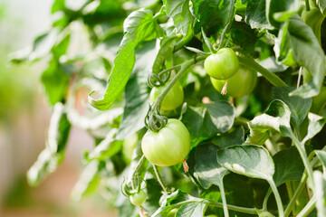 Green tomatoes in the greenhouse