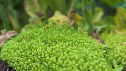 Close up of green moss on the ground. Beautiful bokeh. Selective focus. Copy space background.