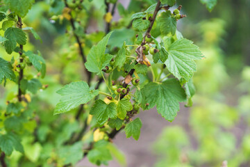 branch of a tree with green berries. Green currant after the rain in spring. Agriculture and farming concept. Selective focus. Beautiful bokeh