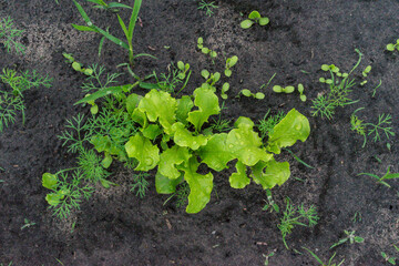 Green organic lettuce growing in the garden