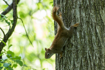 American red squirrel (Tamiasciurus hudsonicus)