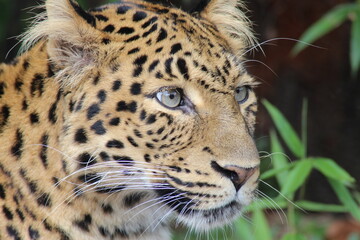 Leopardo posando y observando