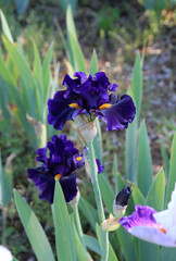 Blooming dark blue irises iris on flower bed