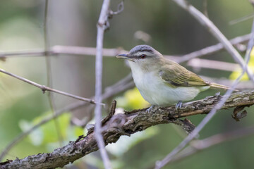 Obraz premium The red-eyed vireo (Vireo olivaceus)