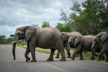 A group of elephants crossing the street in kruger national park - obrazy, fototapety, plakaty