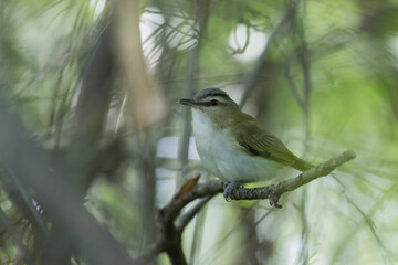 The red-eyed vireo (Vireo olivaceus)