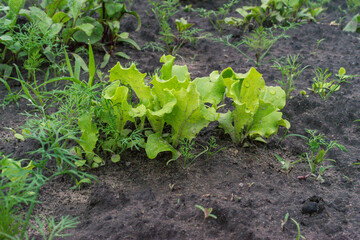 Green organic lettuce growing in the garden