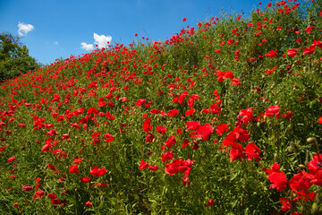 Mohnblumenblüte im Elsass