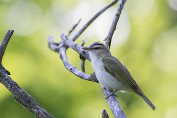 The red-eyed vireo (Vireo olivaceus)