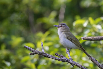 The red-eyed vireo (Vireo olivaceus)