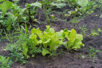 Green organic lettuce growing in the garden