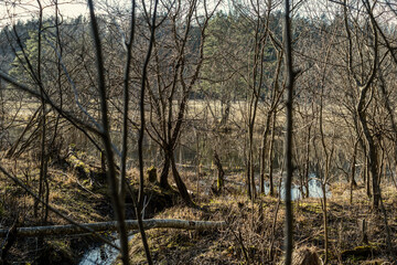 chaotic spring forest lush with messy tree trunks and some foliage.