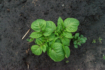 Young potato plant growing on the soil. Potato bush in the garden. Healthy young potato plant in an organic garden. Selective focus