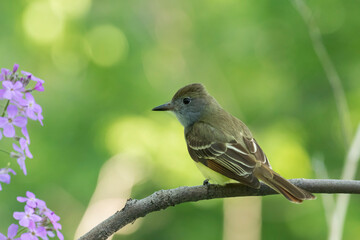 great crested flycatcher (Myiarchus crinitus)