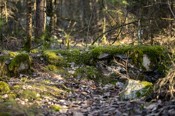 Fototapeta na wymiar chaotic spring forest lush with messy tree trunks and some foliage.