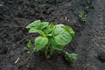 Young potato plant growing on the soil. Potato bush in the garden. Healthy young potato plant in an organic garden. Selective focus