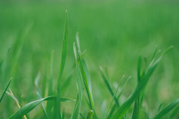 Creative background image of blurry green blades of grass. Copy space, selective focus