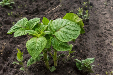 Young potato plant growing on the soil. Potato bush in the garden. Healthy young potato plant in an organic garden. Selective focus