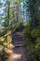 wooden plank footpath in forest for hiking