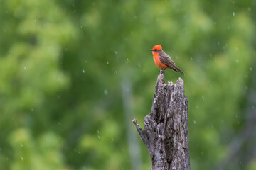 Vermilion flycatcher (Pyrocephalus obscurus) male