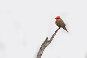 Vermilion flycatcher (Pyrocephalus obscurus) male