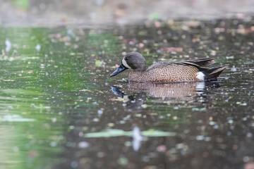 The blue-winged teal (Spatula discors) in spring