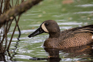 The blue-winged teal (Spatula discors) in spring