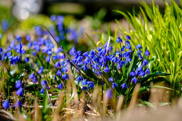 unspecified blue flowers blooming in spring garden