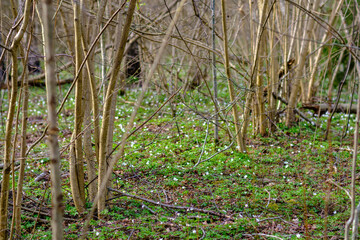 chaotic spring forest lush with messy tree trunks and some foliage.