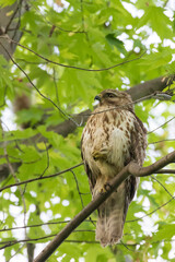 red shouldered hawk (Buteo lineatus)