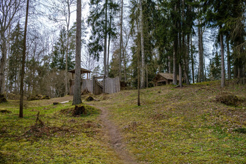 chaotic spring forest lush with messy tree trunks and some foliage.