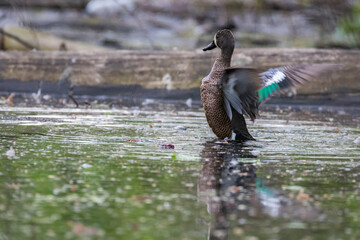 The blue-winged teal (Spatula discors) in spring