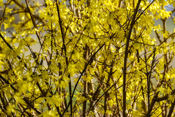 Fototapeta premium country garden bush blooming with yellow flowers