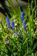 unspecified blue flowers blooming in spring garden